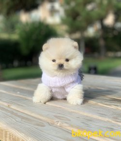 Pomeranian Boo Teddy Bear Yavrular 1