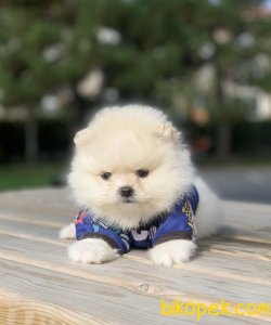 Pomeranian Boo Teddy Bear Yavrular 3