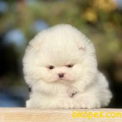 Pomeranian Boo Teddy Bear Yavrular 4