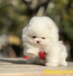 Pomeranian Boo Teddy Bear Yavrular 1