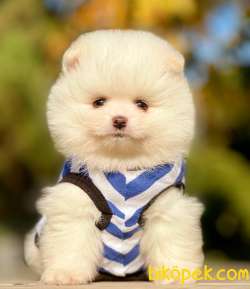 Pomeranian Boo Teddy Bear Yavrular 3