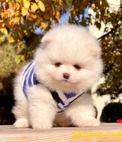Pomeranian Boo Teddy Bear Yavrular 2