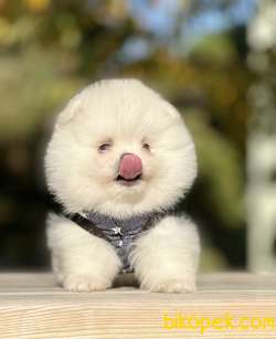 Pomeranian Boo Teddy Bear Yavrular 5