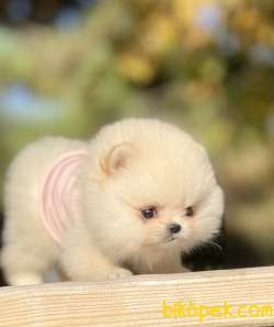 Pomeranian Boo Teddy Bear Yavrular 4