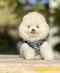 Pomeranian Boo Teddy Bear Yavrular 3
