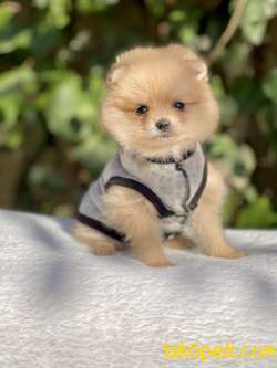 Pomeranian Boo Teddy Bear Yavrular 2