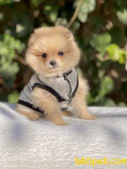 Pomeranian Boo Teddy Bear Yavrular 1