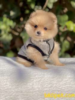 Pomeranian Boo Teddy Bear Yavrular 4
