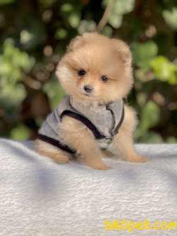 Pomeranian Boo Teddy Bear Yavrular 3