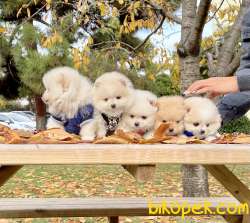 Pomeranian Boo Teddy Bear Yavrular 2