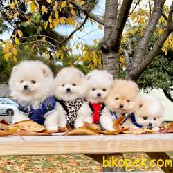 Pomeranian Boo Teddy Bear Yavrular 1