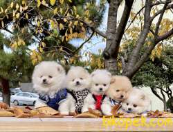 Pomeranian Boo Teddy Bear Yavrular 3