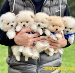 Pomeranian Boo Teddy Bear Yavrular 2
