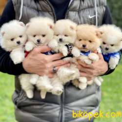 Pomeranian Boo Teddy Bear Yavrular 1