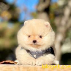 Pomeranian Boo Teddy Bear Yavrular 4