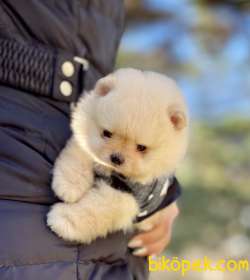 Pomeranian Boo Teddy Bear Yavrular 5