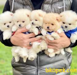 Pomeranian Boo Teddy Bear Yavrular 3