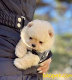 Pomeranian Boo Teddy Bear Yavrular 3