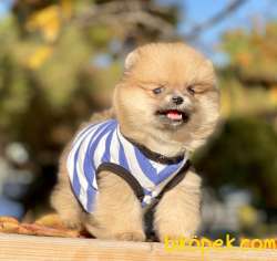 Pomeranian Boo Teddy Bear Yavrular 1