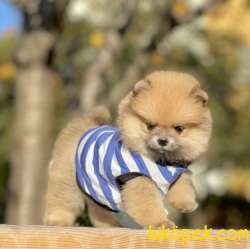 Pomeranian Boo Teddy Bear Yavrular 2