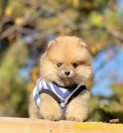 Pomeranian Boo Teddy Bear Yavrular 4