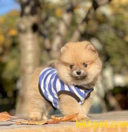 Pomeranian Boo Teddy Bear Yavrular 5