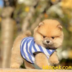Pomeranian Boo Teddy Bear Yavrular 3