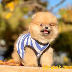 Pomeranian Boo Teddy Bear Yavrular 1