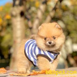 Pomeranian Boo Teddy Bear Yavrular 4