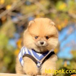 Pomeranian Boo Teddy Bear Yavrular 2