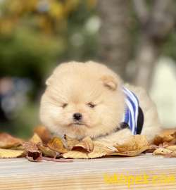 Pomeranian Boo Teddy Bear Yavrular 1