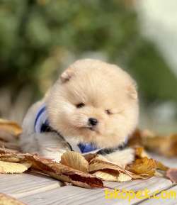Pomeranian Boo Teddy Bear Yavrular 2