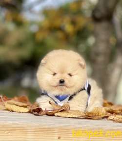 Pomeranian Boo Teddy Bear Yavrular 3