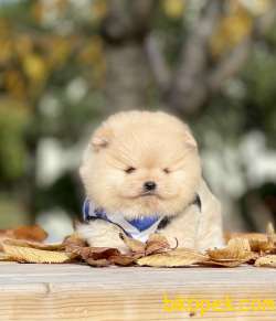 Pomeranian Boo Teddy Bear Yavrular 4