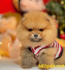 Pomeranian Boo Teddy Bear Yavrular 1