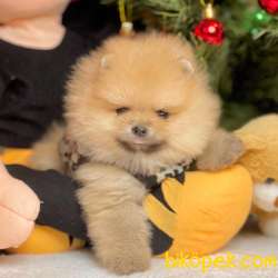 Pomeranian Boo Teddy Bear Yavrular 3