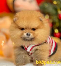 Pomeranian Boo Teddy Bear Yavrular 4