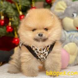 Pomeranian Boo Teddy Bear Yavrular 2