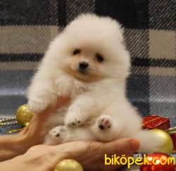 Pomeranian Boo Teddy Bear Yavrular 3