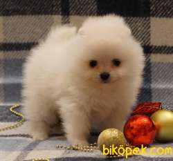 Pomeranian Boo Teddy Bear Yavrular 2