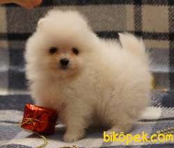 Pomeranian Boo Teddy Bear Yavrular 1