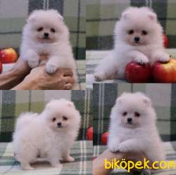 Pomeranian Boo Teddy Bear Yavrular 2