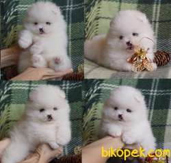 Pomeranian Boo Teddy Bear Yavrular 3