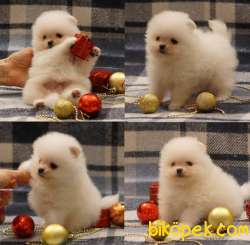 Pomeranian Boo Teddy Bear Yavrular 1