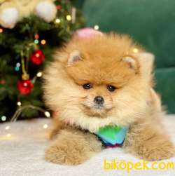 Pomeranian Boo Teddy Bear Yavrular 2