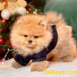 Pomeranian Boo Teddy Bear Yavrular 4
