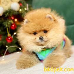 Pomeranian Boo Teddy Bear Yavrular 1