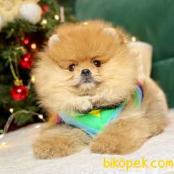 Pomeranian Boo Teddy Bear Yavrular 5