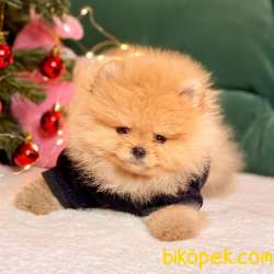 Pomeranian Boo Teddy Bear Yavrular 3
