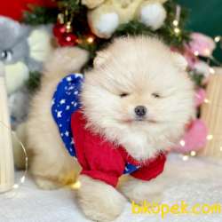 Satılık Pomeranian Boo Teddy Bear Yavrular 2